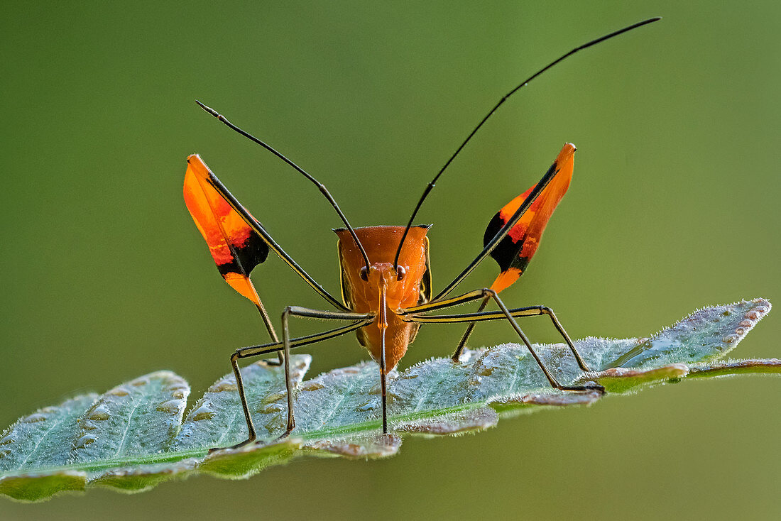 Randwanzen, auch Lederwanzen (Anisocelis flavolineata) Tatama Nationalpark, Risaralda, Kolumbien