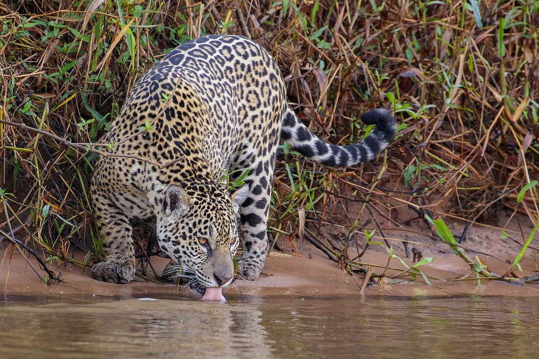 Trinkender Jaguar (Panthera onca), Pantanal, Brasilien