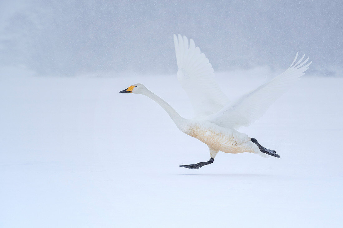 Singschwan (Cygnus Cygnus),im Winter, Hokkaido, Japan