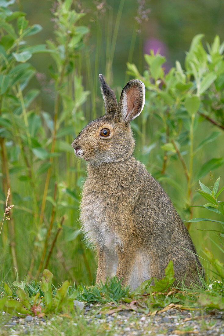 Schneeschuhhase (Lepus americanus) im Sommer, Alaska