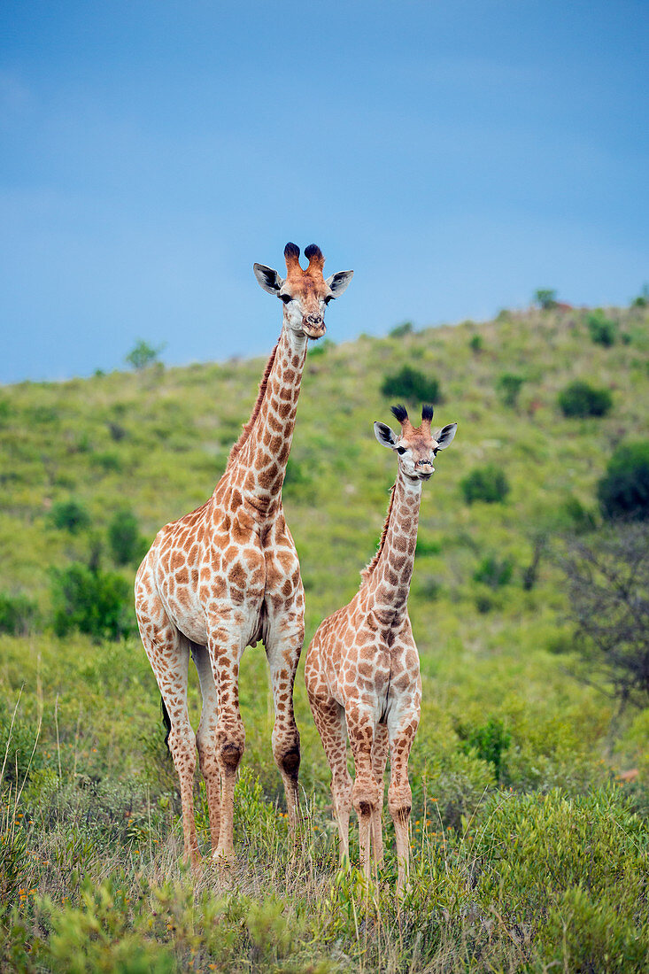 Giraffen (Giraffa camelopardalis), Itala Wildreservat, KwaZulu-Natal, Südafrika