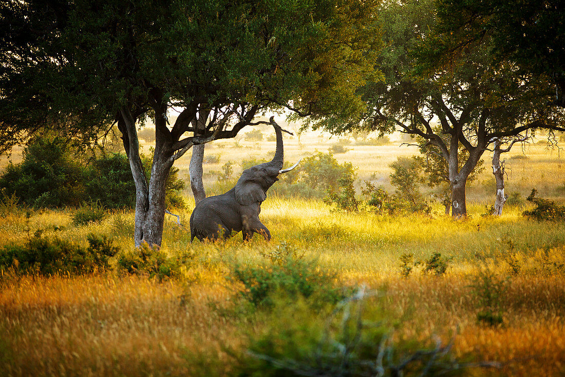 Stiergrasen des afrikanischen Elefanten (Loxodonta africana), Nationalpark Kruger, Südafrika