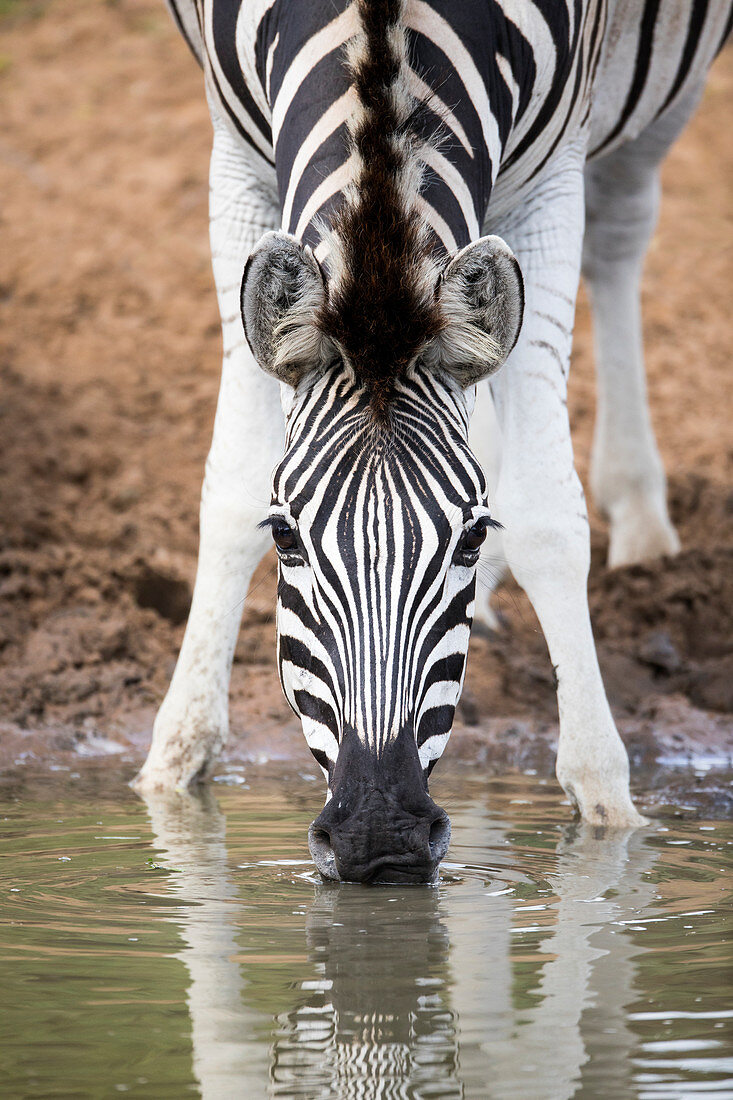 Burchell's Zebra (Equus burchellii) trinkend am Wasserloch, Mkhuze-Wildreservat, KwaZulu-Natal, Südafrika