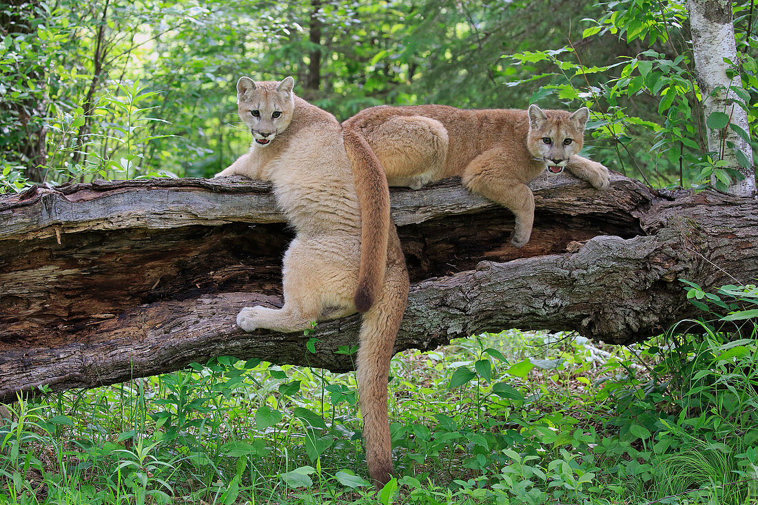 Puma (Puma concolor), Jungtier, Minnesota Wildlife Connection, Minnesota