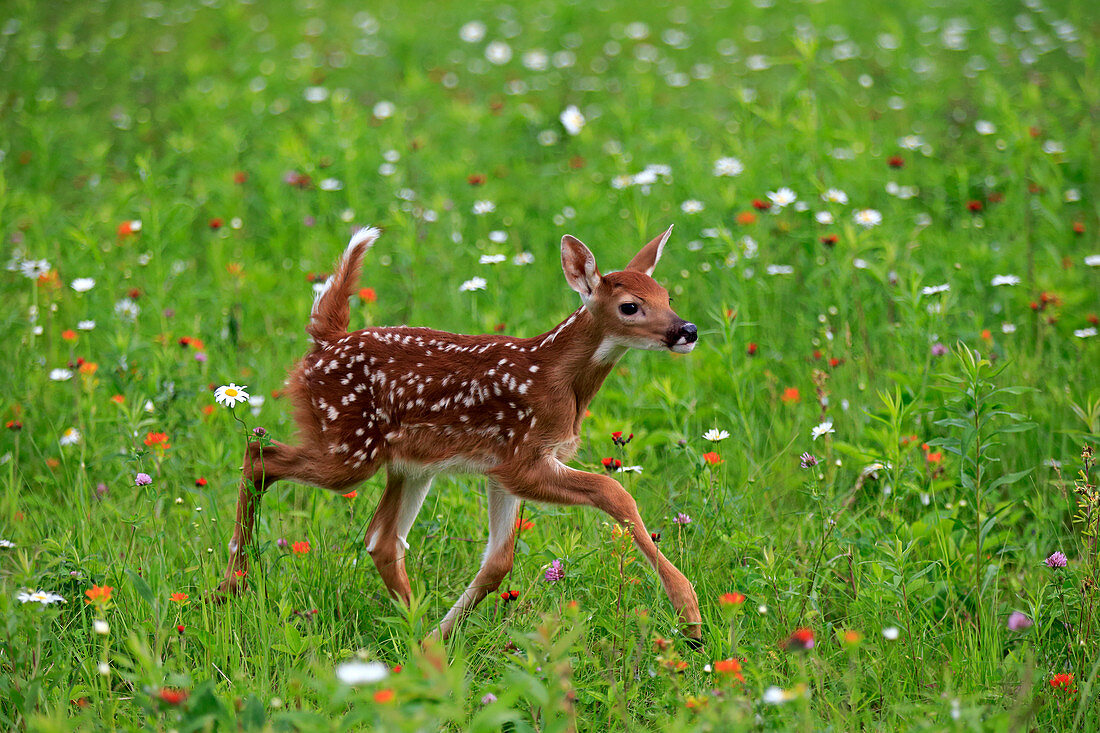 Weißwedelhirsch-Kitz (Odocoileus virginianus), Minnesota Wildlife Connection, Minnesota