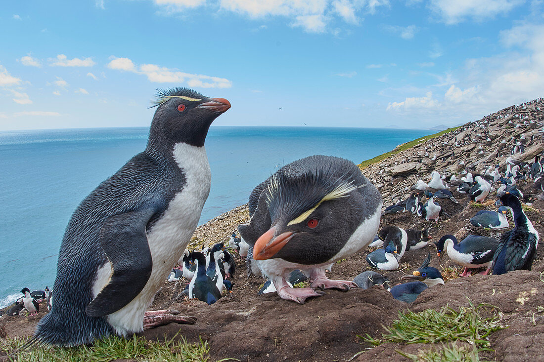 Südlicher Felsenpinguin (Eudyptes chrysocome)