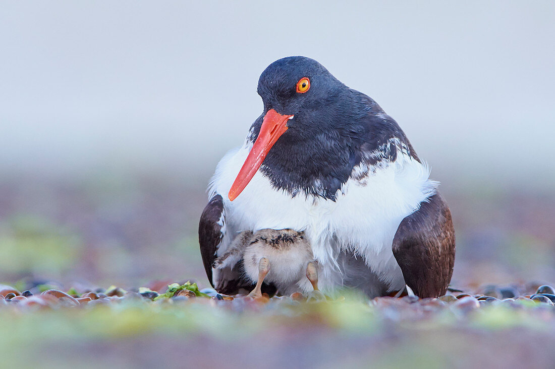 Amerikanischer Austernfischer (Haematopus palliatus)