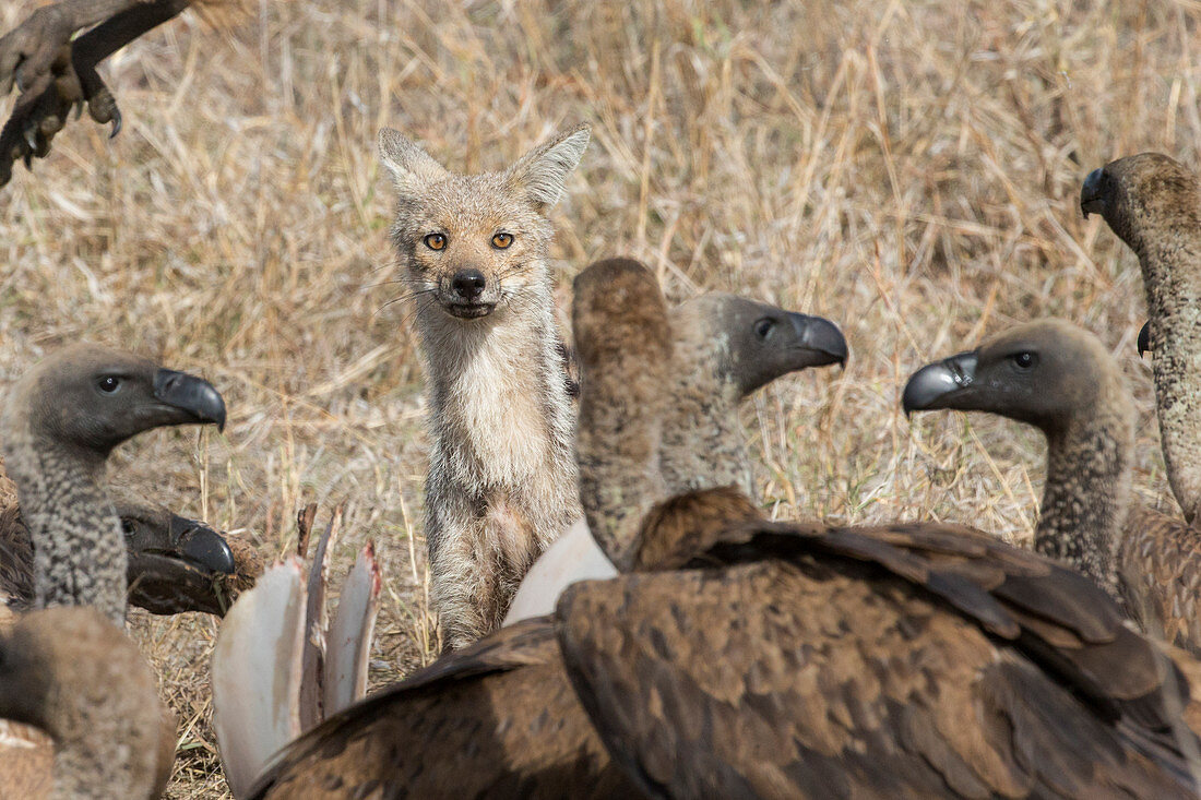 Streifenschakal (Canis adustus) und Weißrückengeier (Gyps africanus), Sabi Sands Privates Wildreservat, Südafrika