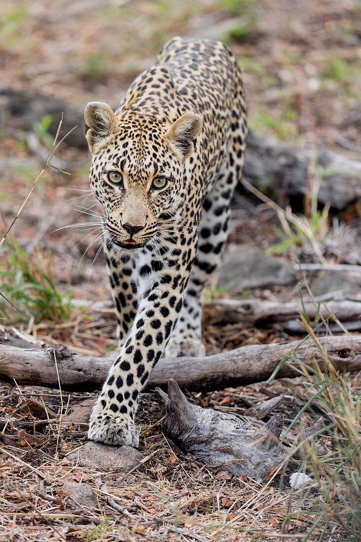 Leopard (Panthera pardus), Weibchen, Sabi Sands Privates Wildreservat, Südafrika