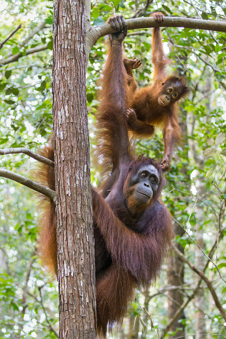 Orang-Utan (Pongo pygmaeus) Weibchen mit zweijährigen Jungen am Baum, Nationalpark Tanjung Puting, Indonesien