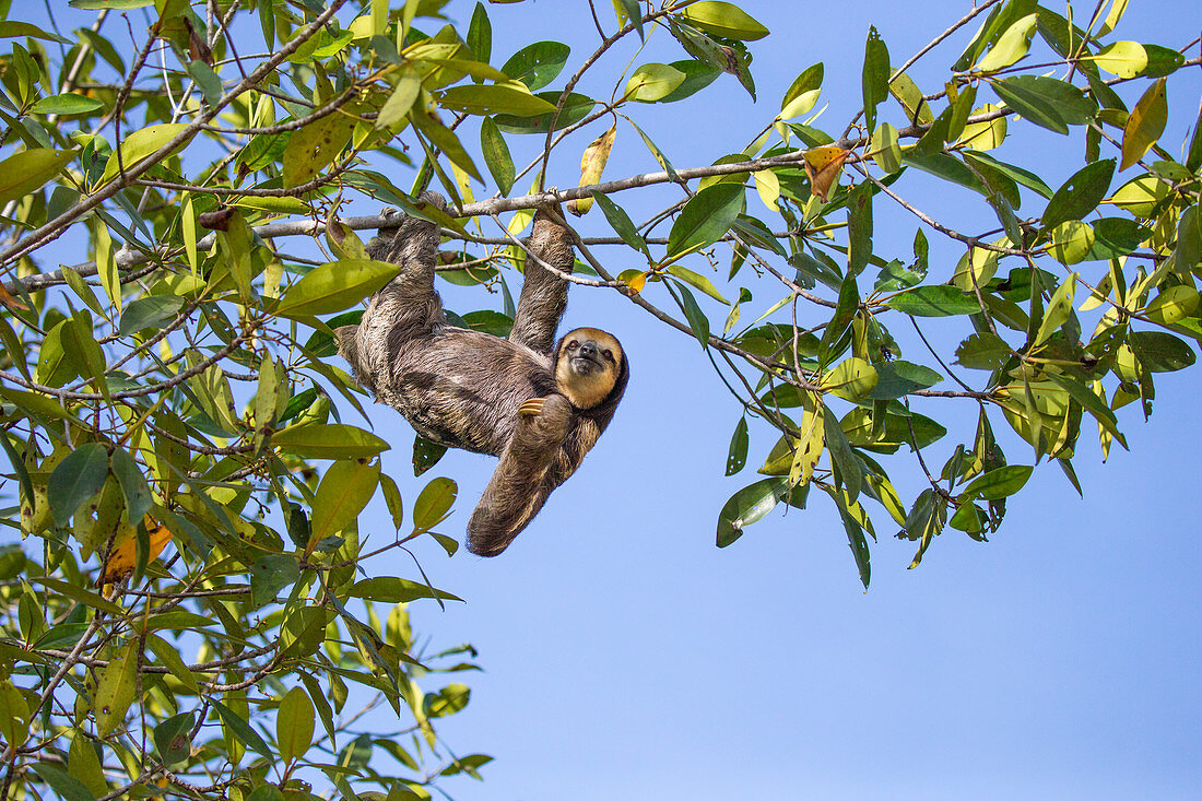 Weißkehl-Faultier (Bradypus tridactylus) Männchen im Baum hängend, Trägheits-Insel, Guyana