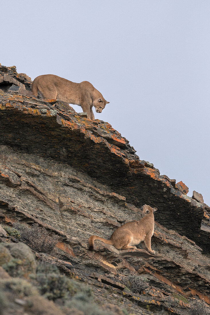 Puma (Puma concolor), männlich, Nationalpark Torres Del Paine, Patagonia, Chile sich nähert