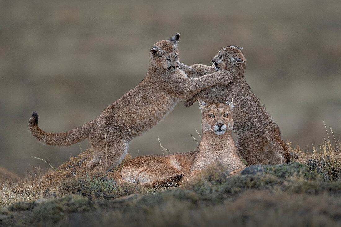 Puma (Puma concolor) Mutter und Jungtier, die, Nationalpark Torres Del Paine, Patagonia, Chile spielen