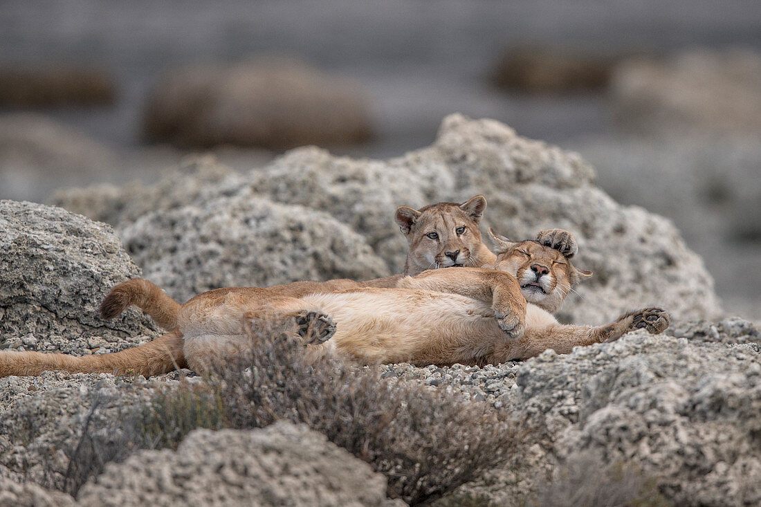 Puma (Puma concolor), spielende Jungtiere, weiblich, Nationalpark Torres Del Paine, Patagonia, Chile