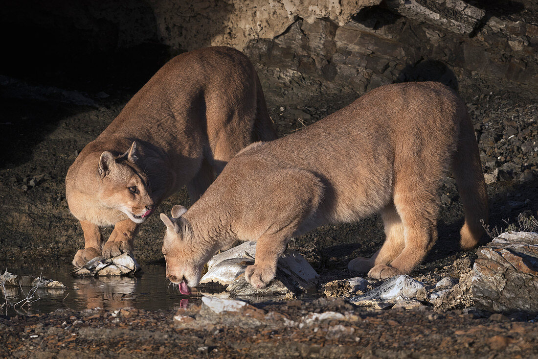 Puma (Puma concolor), Jungtiere, weiblich, beim Trinken, Nationalpark Torres Del Paine, Patagonia, Chile