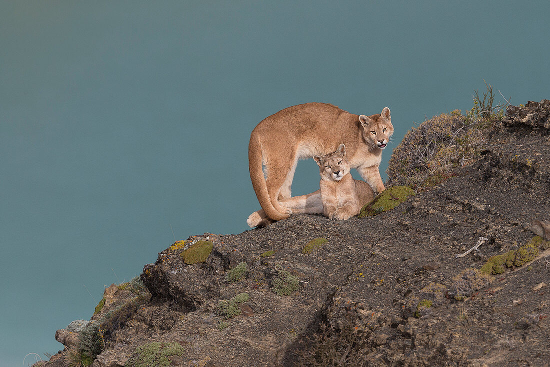 Puma (Puma concolor), Jungtiere, weiblich, Nationalpark Torres Del Paine, Patagonia, Chile