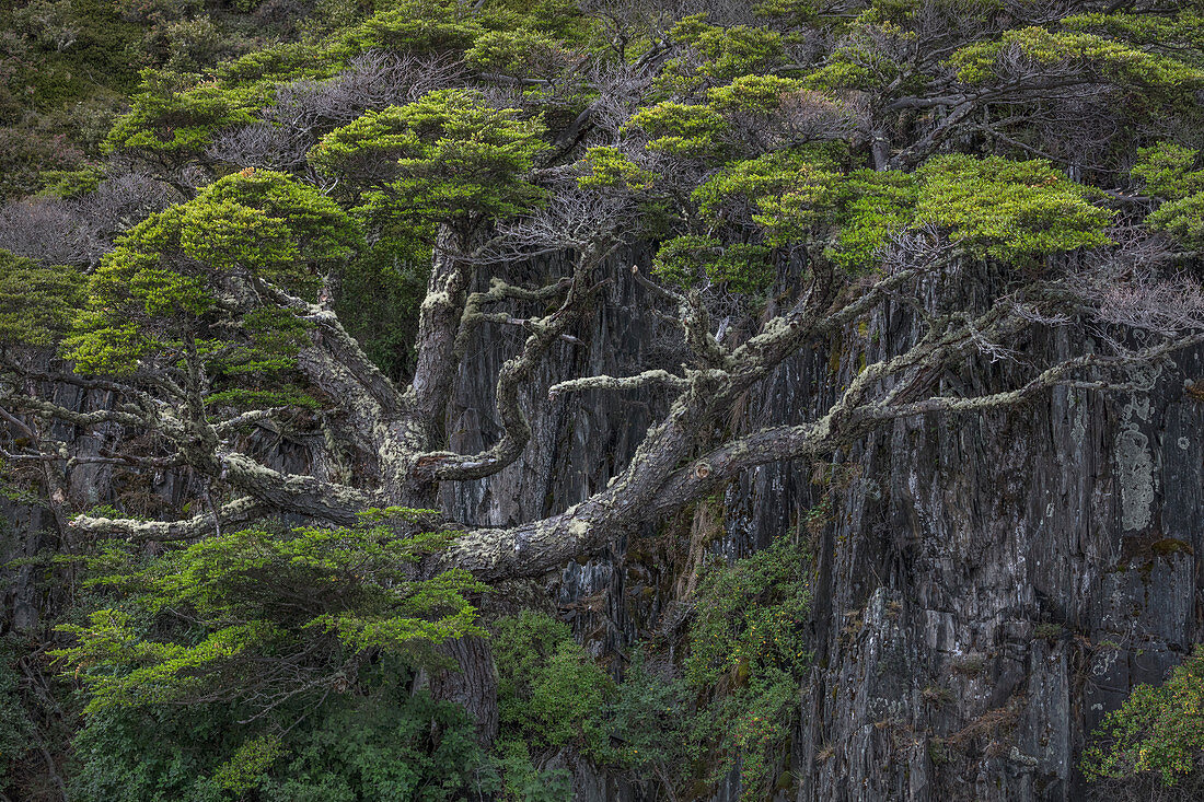 Lenga-Buche (Nothofagus pumilio), Nationalpark Torres Del Paine, Patagonia, Chile