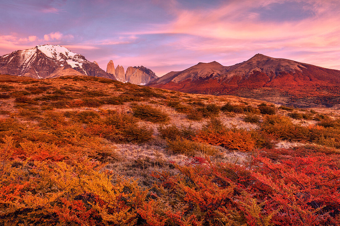 Buchen (Fagus sp) im Herbst, Torres Del Paine, Nationalpark Torres Del Paine, Patagonia, Chile