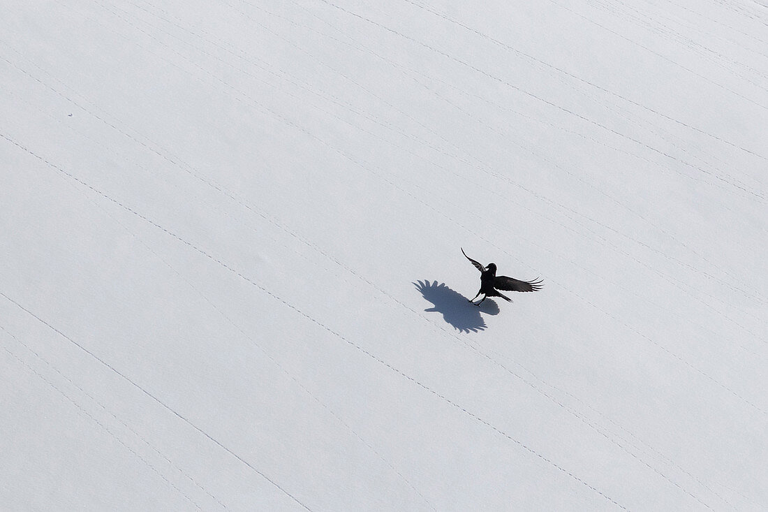 Bartgeier (Gypaetus barbatus) auf Schnee landend im Winter, Wallis, Schweiz