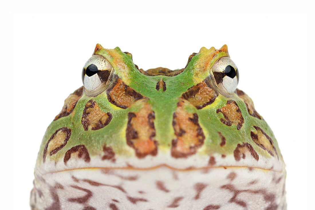 Pazifischer Hornfrosch (Ceratophrys stolzmanni), heimisch in Mittelamerika