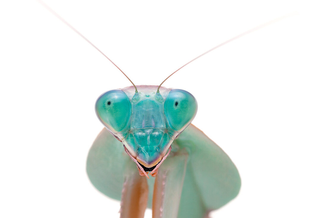 Mantis (Rhombodera sp), heimisch in Asien