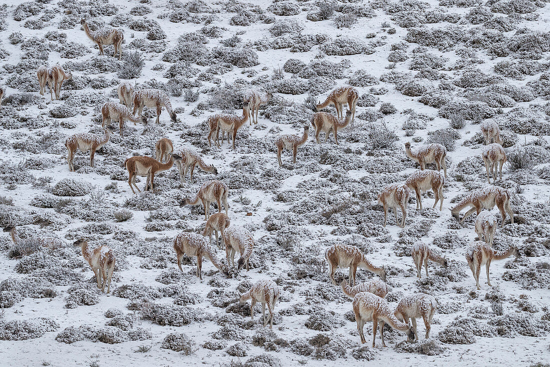 Guanako (Lama guanicoe) Herde, weidend im Winter, Torres del Paine Nationalpark, Patagonien, Chile