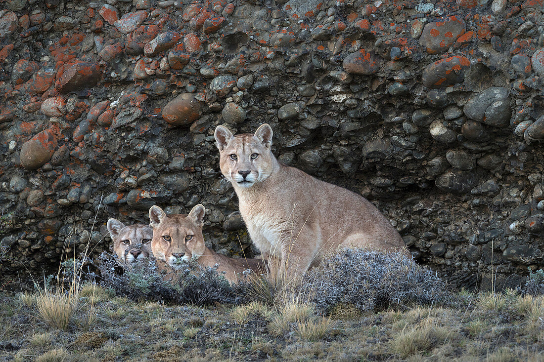 Puma (Puma concolor) Mutter und Jungtier bei der Höhle, Nationalpark Torres Del Paine, Patagonia, Chile