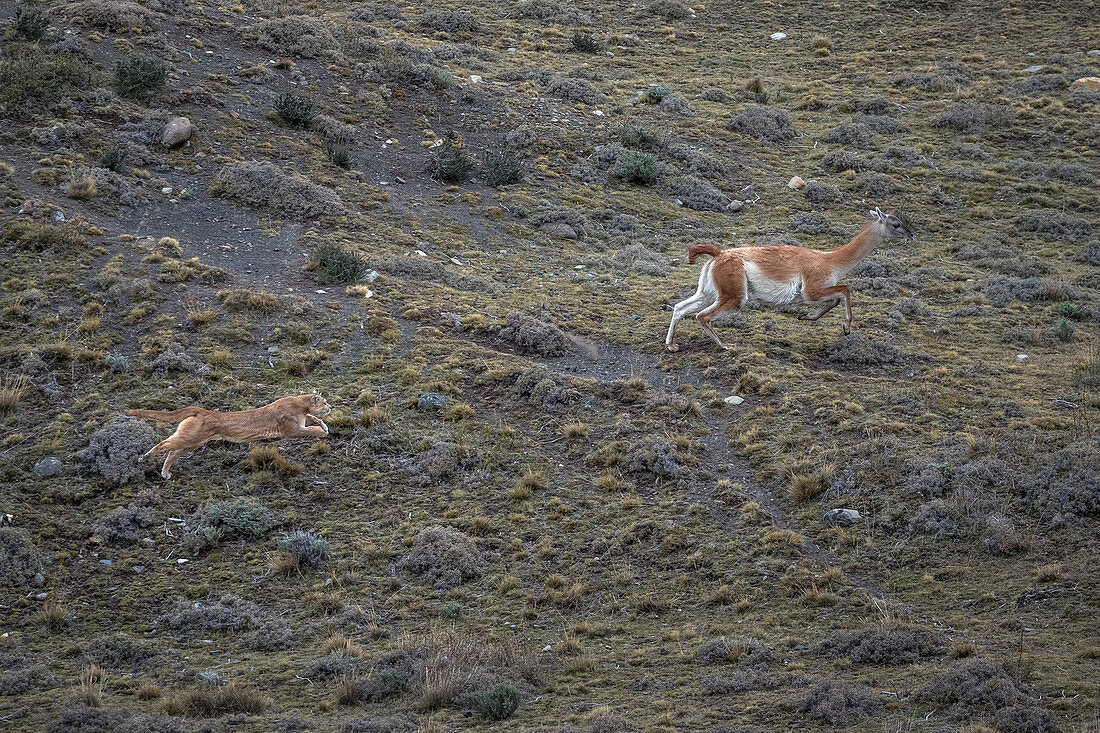 Puma (Puma concolor) weiblich auf der Jagd nach Guanako (Lama guanicoe), Nationalpark Torres Del Paine, Patagonia, Chile