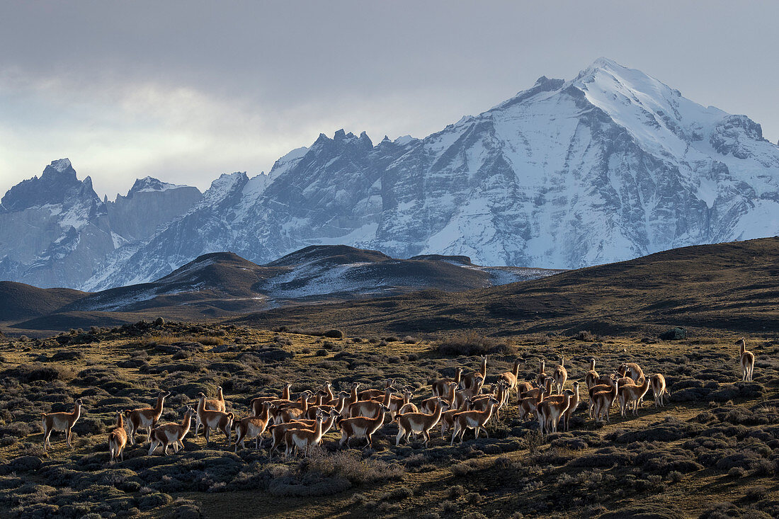 Guanako (Lama guanicoe), Herde und Berge, Paine Massif, Torres Del Paine, Nationalpark Torres Del Paine, Patagonia, Chile