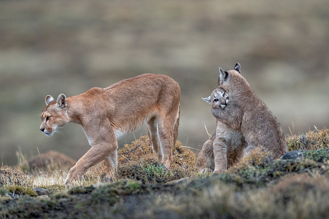 Puma (Puma concolor) Mutter und vier Monate altes Jungtier, Nationalpark Torres Del Paine, Patagonia, Chile