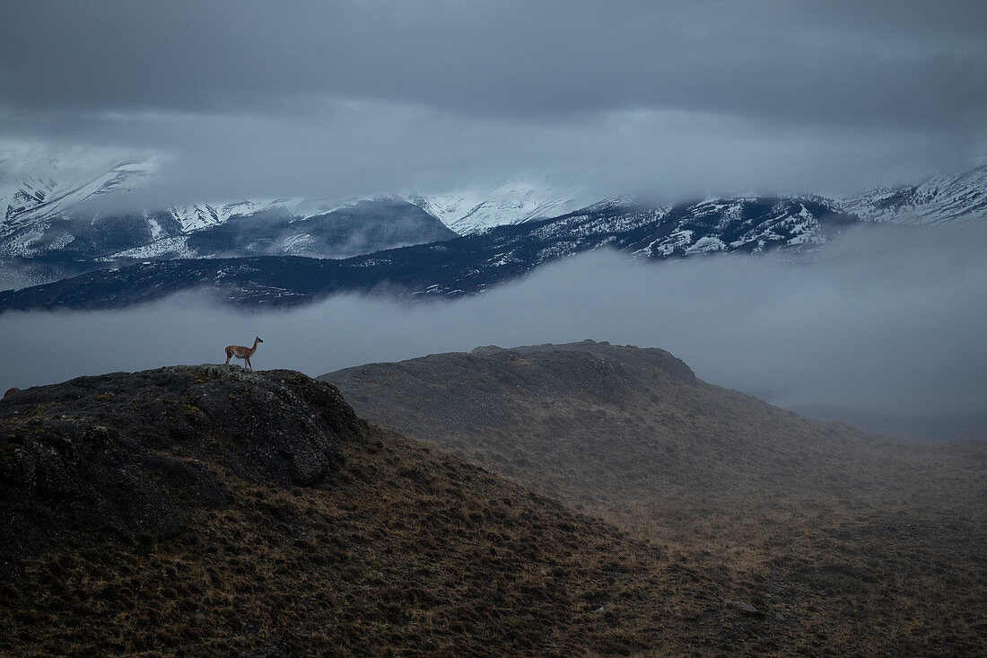 Guanaco (Lama Guanicoe) im Morgennebel, Nationalpark Torres Del Paine, Patagonia, Chile