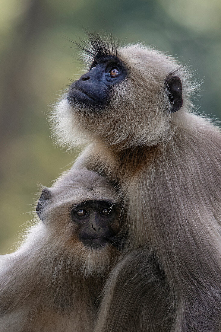 Bengalischer Hanuman-Langur (Semnopithecus entellus), Bandhavgarh Nationalpark, Indien