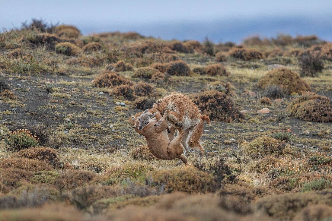 Puma (Lama guanicoe) weiblich, Jagd auf Guanaco (Puma concolor), Nationalpark Torres del Paine, Patagonien, Chile, Reihenfolge 6 von 9