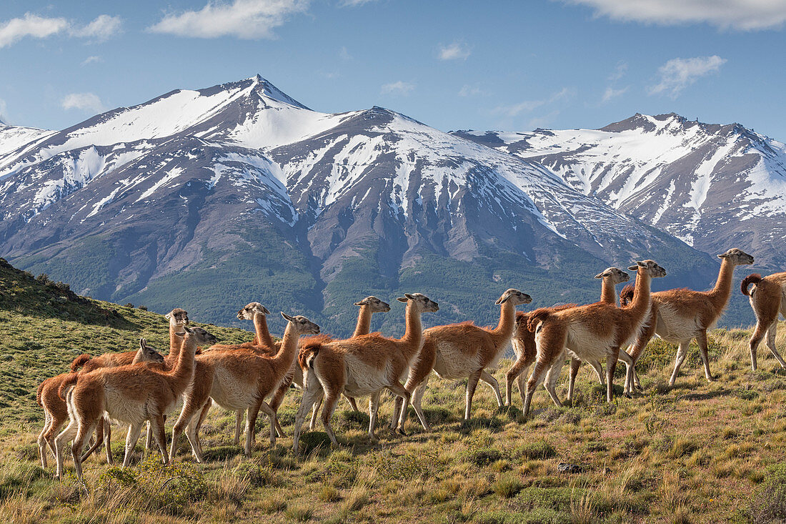 Guanako (Lama guanicoe) Herde, Nationalpark Torres Del Paine, Patagonia, Chile
