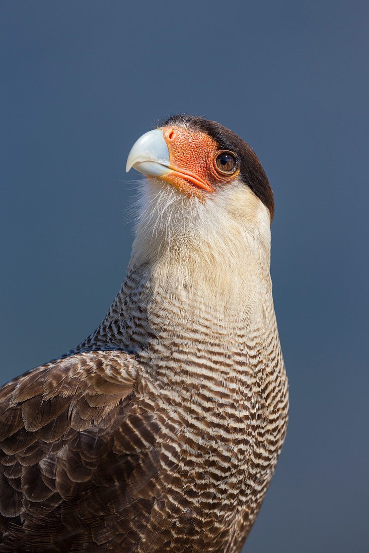 Südliches Caracara (Caracara Plancus), Nationalpark Torres Del Paine, Patagonia, Chile