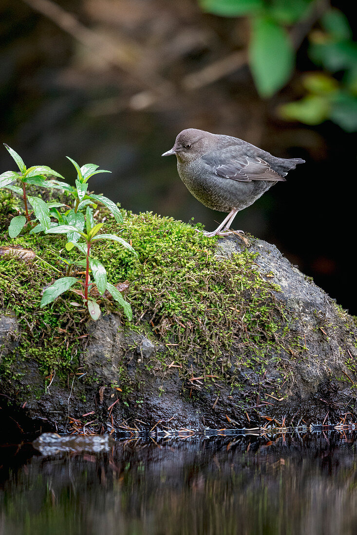 Amerikanischer Wasseramsel (Cinclus mexicanus), Oregon