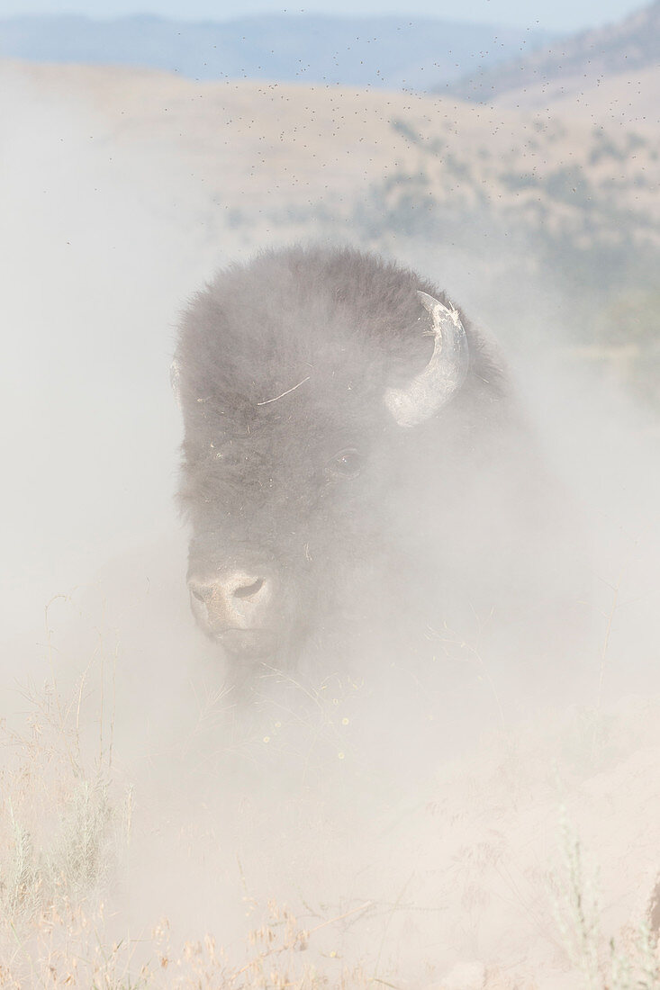 Bison (Bisonbison), National Bison Range, West-Montana