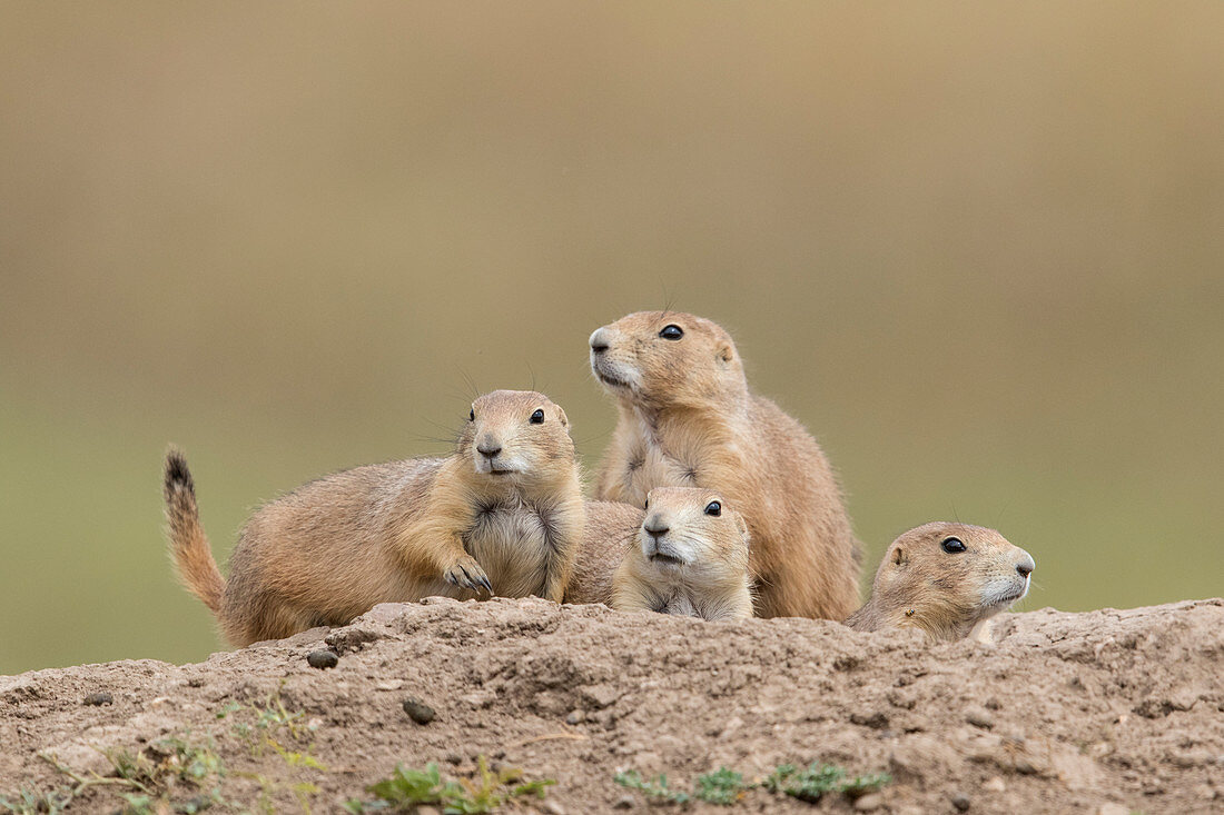 Schwarzschwanz-Präriehund (Cynomys ludovicianus) in South Dakota