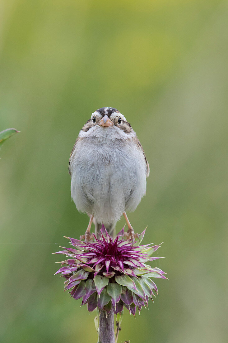 Lehmfarbener Spatz (Spizella pallida) auf einer Distel in West-Montana