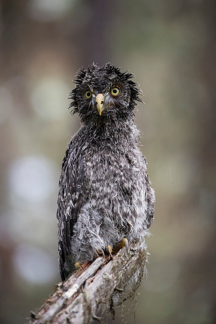 Bartkauz (Strix nebulosa), Jungvogel nach einem starken Regenfall, Yaak Montana