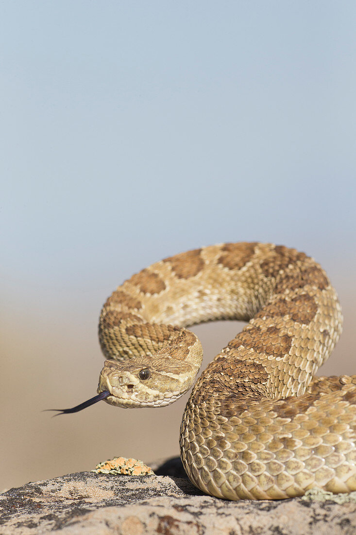 Westliche Klapperschlange (Crotalus viridis)