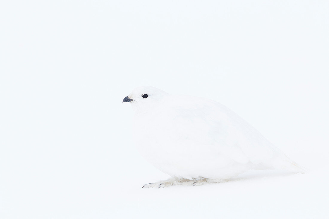 Weißschwanz-Schneehuhn (Lagopus leucurus) im Wintergefieder in West-Alberta Canada