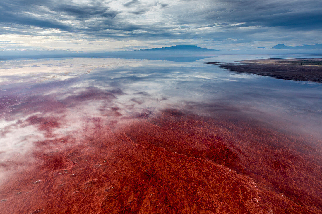 Rote Algen und Salzformationen, Lake Natron, Ol Doinyo Lengai, Tansania