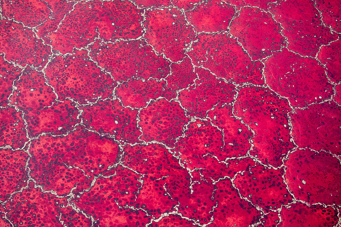 Rote Algen und Salzformationen, Lake Natron, Tansania