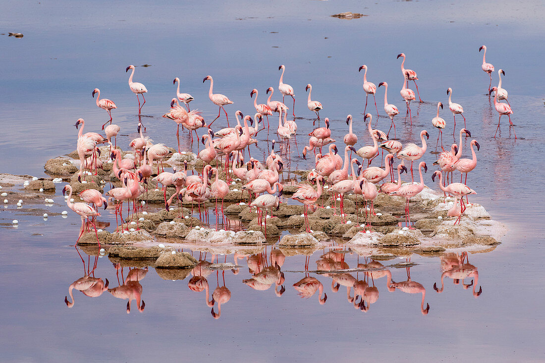 Zwergflamingo (Phoenicopterus minor), nistet auf der Insel, See Natron, Tansania