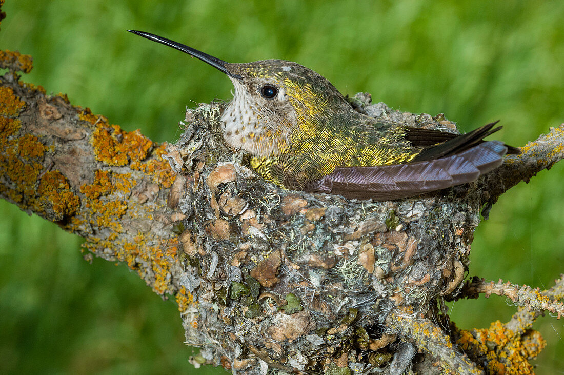 Breitschwanzkolibri (Selasphorus platycercus) im Nest, Grand Teton Nationalpark, Wyoming