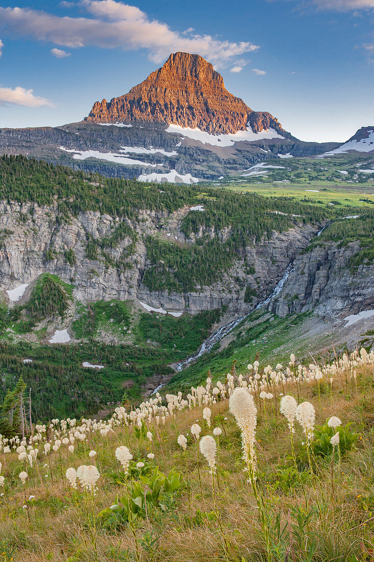Blühendes Bärengras (Xerophyllum tenax), Mount Reynolds, Glacier National Park, Montana