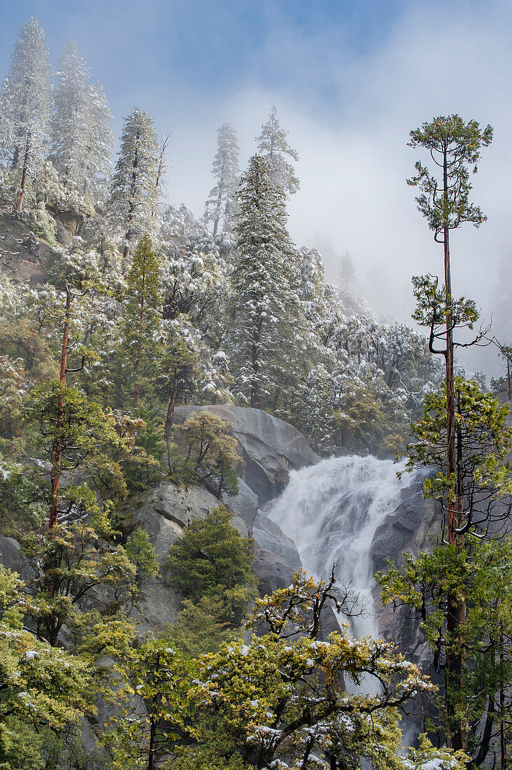 Weihrauchzeder (Calocedrus decurrens) Bäume und Wasserfall, Cascade Creek, Yosemite Nationalpark, Kalifornien