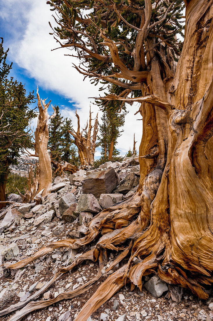 Langlebige Kiefer (Pinus longaeva), Nationalpark Great Basin, Nevada