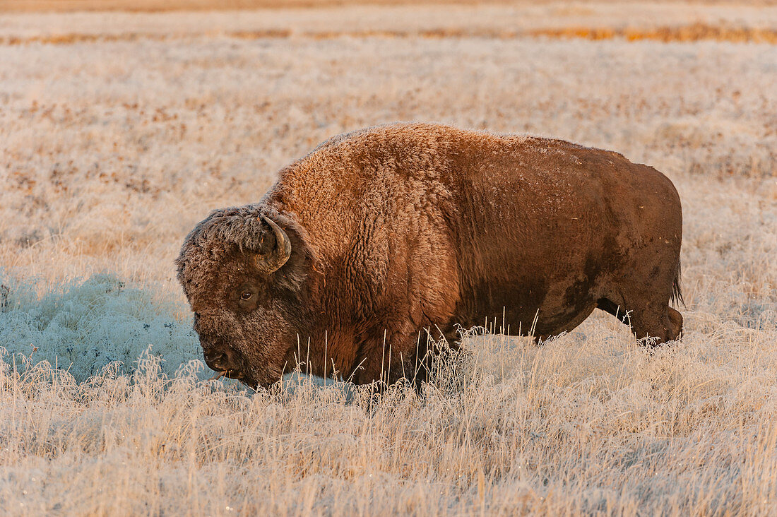 Amerikanischer Bison (Bisonbison) auf frostbedeckter Wiese, Yellowstone Nationalpark, Wyoming